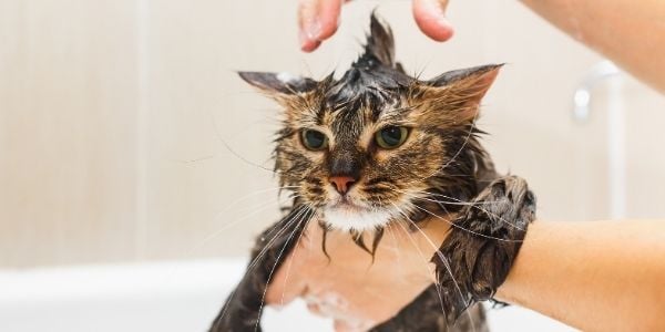 Cat bath shop service